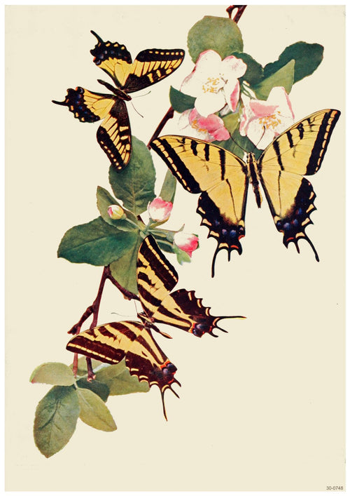 Illustration of four yellow and black butterflies perched on a branch adorned with green leaves and white flowers with pink centers. The Butterfly Book 1898 Plate XXXVIII, perfect for A3 sizes, features a light background that allows the vibrant colors of the butterflies and flowers to stand out. Brand Name: A3 023