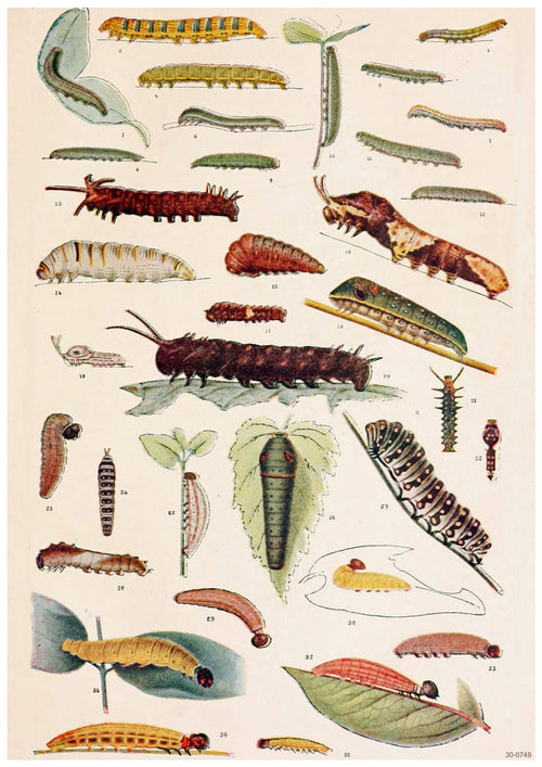 A vintage scientific illustration on satin paper showcases various caterpillar species in different stages of development. The colorful caterpillars, varying in size and pattern, are depicted on a light background along with their corresponding leaves and pupae, perfect for an A3 027 The Butterfly Book Caterpillars-themed poster.