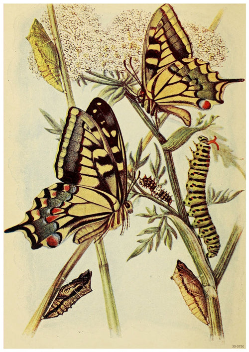 Illustration showing the life cycle of a Swallowtail butterfly. It depicts two adult butterflies with yellow and black wings, a green caterpillar with black stripes and spots, and two chrysalises, all on stems of plants with white flowers. Perfect as an A3 Poster printed on high quality 250gsm Satin Paper titled "Butterflies of The British Isles" by Blue Dog Posters.