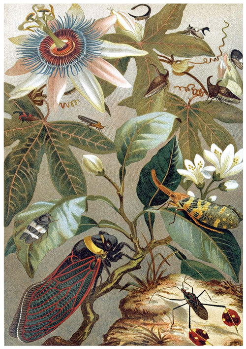 A detailed botanical illustration shows various insects on and around a passionflower plant. The insects, including a large cicada and several beetles, display intricate patterns and colors. Printed as a beautiful creature-themed poster on 250gsm Satin Paper, "Cicadas" by A3 021 features the passionflower blooming prominently with its unique structure and delicate colors.