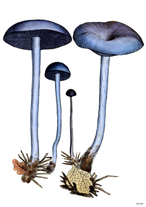 Illustration of four Fungi Blue mushrooms, varying in height, with blue-gray caps and long, slender stems. The mushroom caps appear smooth and slightly convex. The base of the mushrooms includes small brown growths and white mycelium. Ideal for A3 posters on high-quality 250gsm satin paper by A3 018.