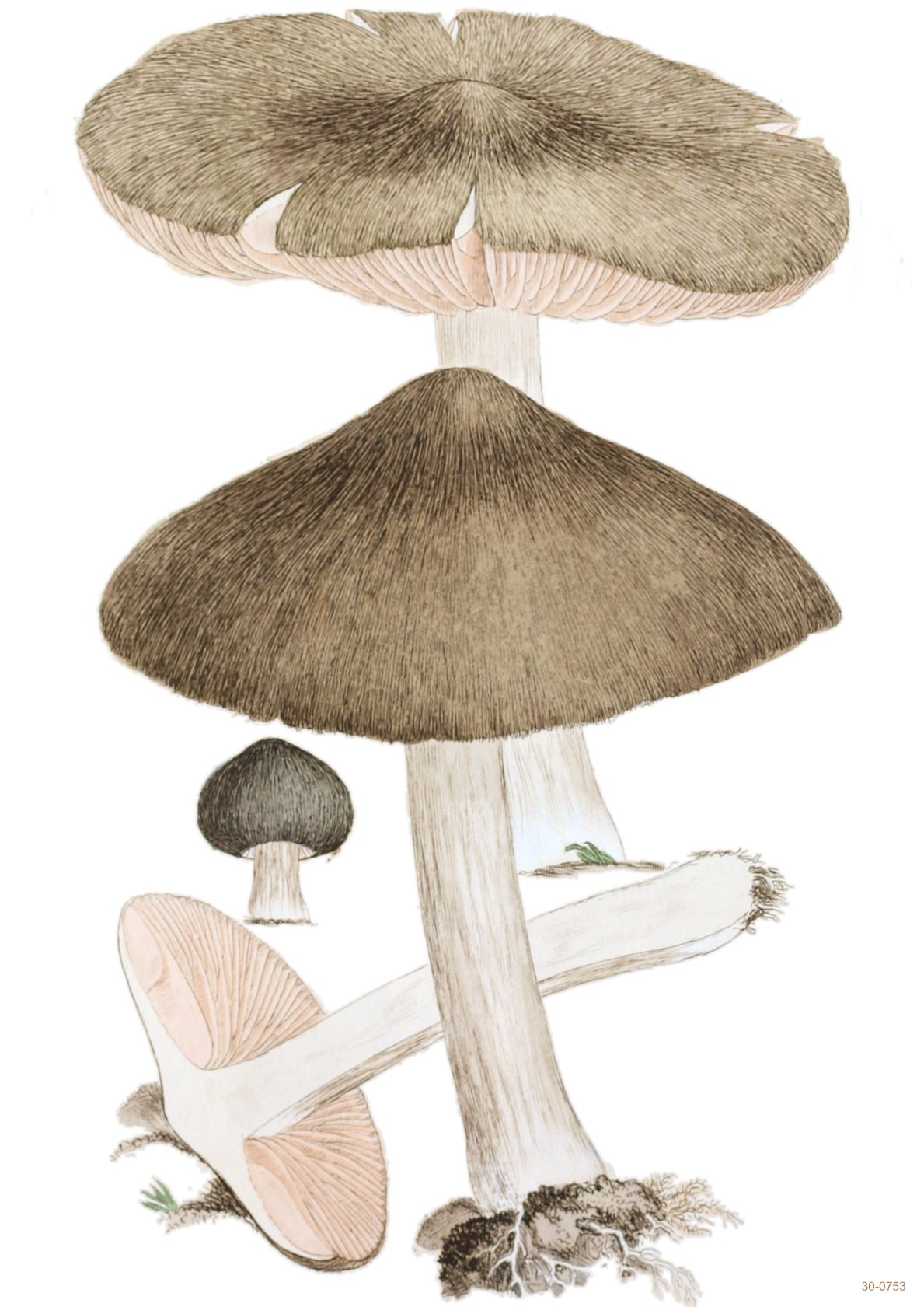 Illustration of four mushrooms in varying sizes on a white background. The mushrooms have dark brown caps with lighter gills underneath, and each boasts a light cream-colored stem with a textured appearance at the base. Perfect for a flora themed poster, this artwork is printed on high quality 250gsm satin paper. Introducing the Fungi Plate 1 by A3 019.