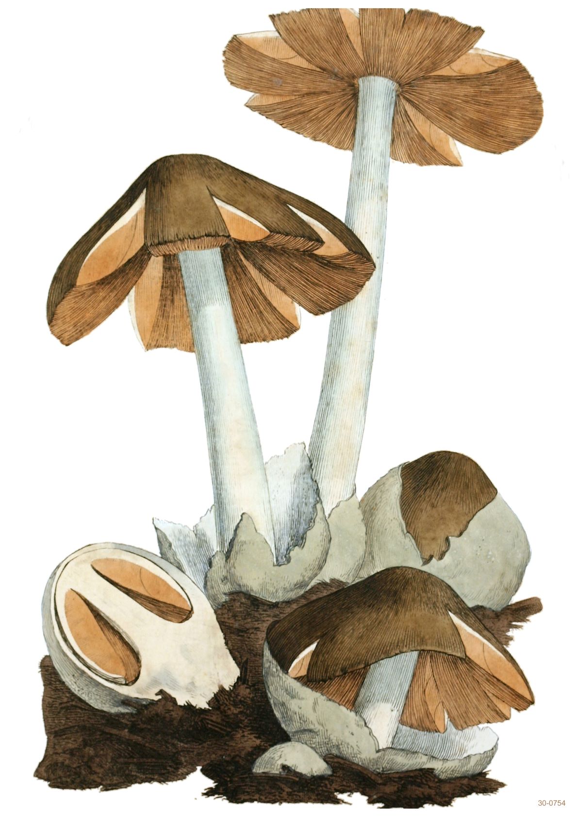Illustrated image of four mushrooms growing in brown soil. The mushrooms have white stems with conical caps that are brown with lighter brown gill-like patterns. Two of the mushrooms are fully grown, while the other two are emerging from the soil. Perfect for an A3 flora-themed poster using digital laser printing. Introducing Fungi Plate 2 by A3 020.