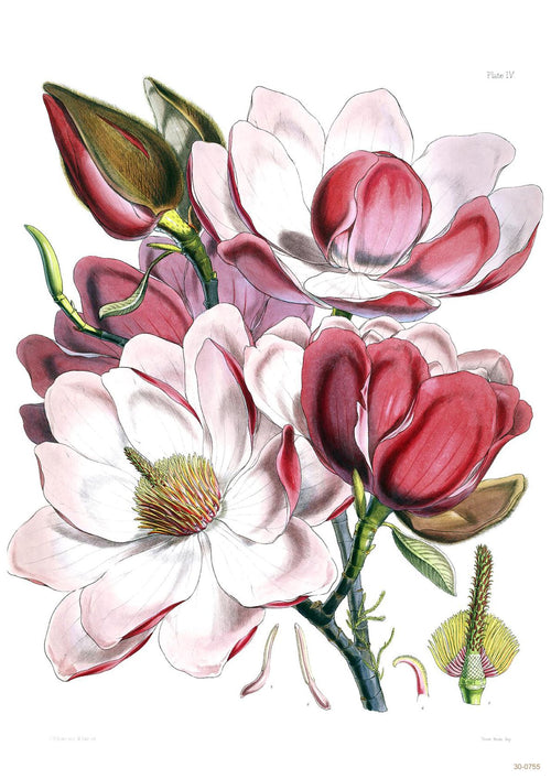 A detailed botanical illustration of blossoming magnolia flowers designed as a flora-themed poster. The image features large, vibrant blooms in shades of white, pink, and deep red on an A3 satin paper, with intricate details of the petals, leaves, and buds on a green stem. This beautiful artwork is part of the Magnolia collection by A3 016.