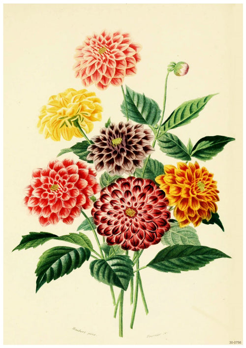 A vibrant **Dahlias by A3 011** illustrating a bouquet of dahlias in an array of colors including red, yellow, orange, and pink. The flowers have detailed layered petals and lush green leaves, with a smaller bud at the top. Printed on 250gsm Satin Paper, this A3 poster is perfect for adding charm to any space.