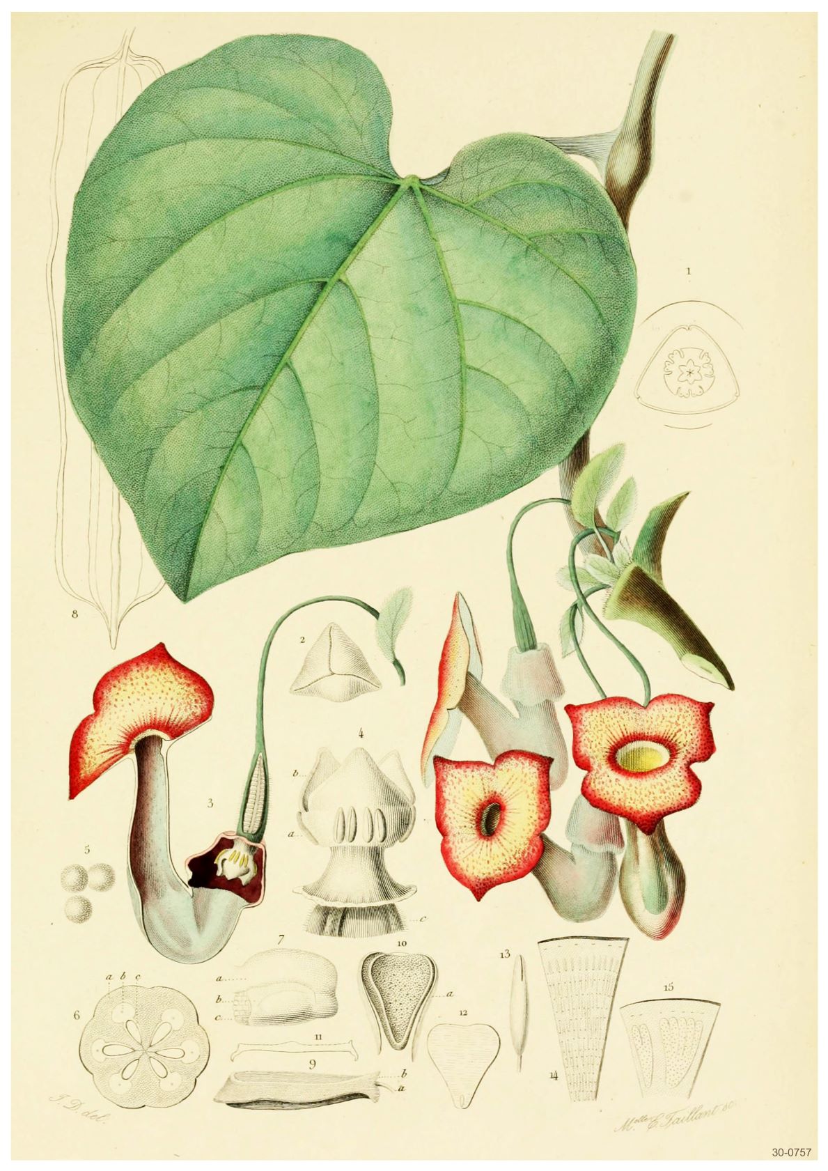 An Aristolochiees A3 015 poster showcases a botanical illustration with a large green leaf and various stages of a flowering plant. The tubular flowers feature red and white interior details. Additional small diagrams highlight the flower's structure, complete with labels and measurements, perfect for A3 posters via digital laser printing.
