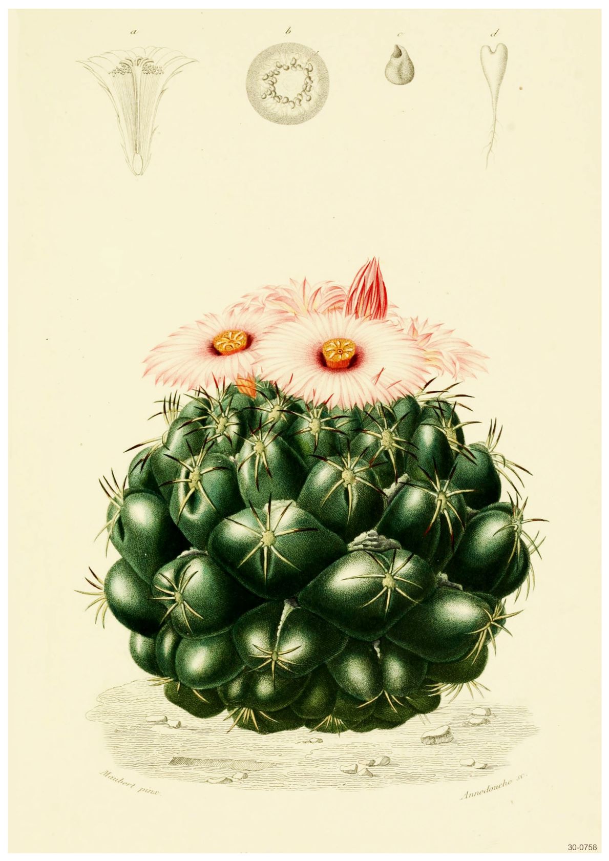 A beautiful flora-themed poster illustrates a green cactus with clusters of sharp spines, topped with light pink flowers. Surrounding the cactus are detailed sketches showcasing various stages of its growth and anatomy. Part of the A3 004 Flowering Cacti collection, it is printed on high-quality 250gsm satin paper.