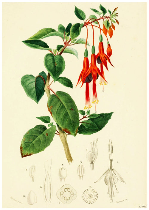 Beautiful flora themed poster featuring a botanical illustration of a Fuchsia plant with vibrant red and pink flowers hanging from green stems with leaves. Detailed sketches at the bottom depict various parts of the flower structure, including cross-sections and different stages of bloom, printed on high quality 250gsm satin paper. The poster is called *Fucsia* by *A3 002*.