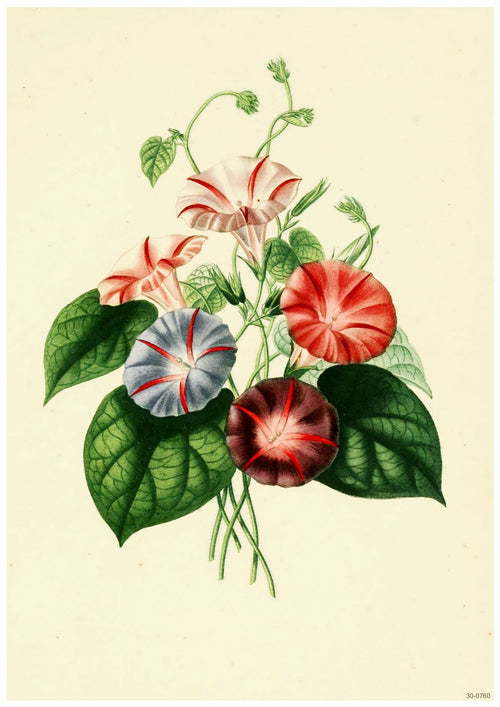 Illustration of a bouquet featuring morning glory flowers in red, pink, and blue shades. The flowers are accompanied by several green leaves and delicate, curling tendrils, all on a light beige background. Perfect as an A3 009 Pharbitis poster on 250gsm satin paper for those who adore beautiful flora-themed decor.
