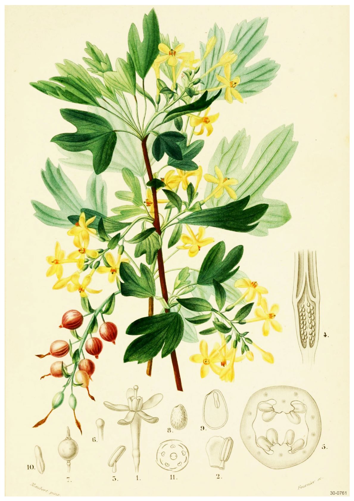 A beautiful flora themed poster featuring a botanical illustration of a flowering plant with yellow star-shaped blooms and green leaves. The image, printed on 250gsm satin paper, includes detailed drawings of the plant’s seeds, pods, and cross-sections of stems and flowers to highlight the botanical structure. This is your perfect Ribes Aureum by A3 010.