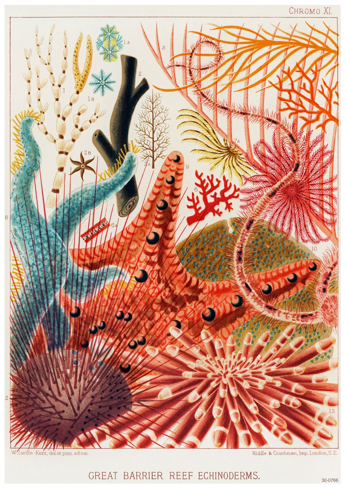 A vibrant illustration of various echinoderms found in the Great Barrier Reef, including sea stars, sea cucumbers, and colorful coral structures. The A3 poster, labeled "Great Barrier Reef Ecinoderms," is artistically rendered with detailed and vivid colors through digital laser printing by A3 048, highlighting marine biodiversity.