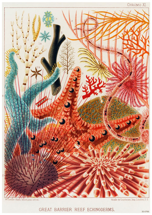 A vibrant illustration of various echinoderms found in the Great Barrier Reef, including sea stars, sea cucumbers, and colorful coral structures. The A3 poster, labeled "Great Barrier Reef Ecinoderms," is artistically rendered with detailed and vivid colors through digital laser printing by A3 048, highlighting marine biodiversity.