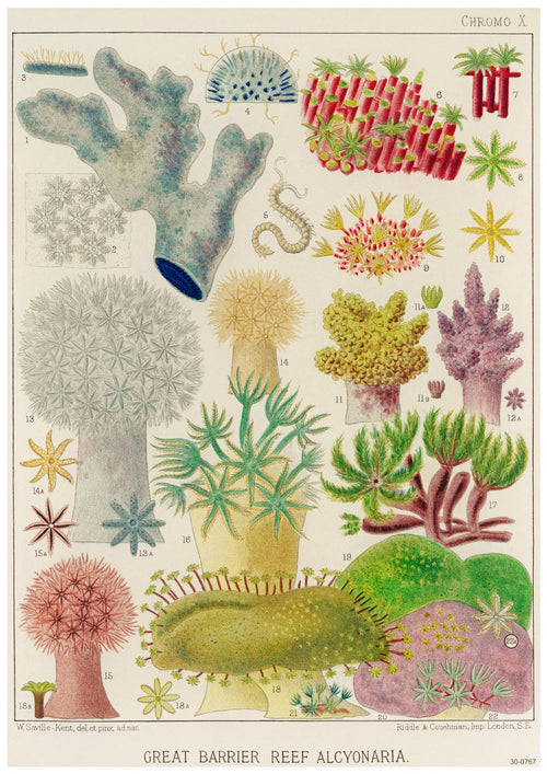 An illustration showcasing various species of coral from the Great Barrier Reef. Printed as a creature-themed poster on high quality 250gsm satin paper, the diagram includes different shapes and colors of corals, each labeled with a number. The title at the bottom reads "Great Barrier Reef Alcyonaria." This product is known as Great Barrier Reef Alcyonaria by A3 049.
