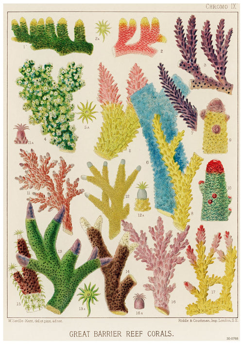 A vintage botanical illustration titled "Great Barrier Reef Corals" by A3 050 features various colorful coral species, detailed in shades of green, pink, yellow, and blue. Each coral is numbered individually on this creature-themed poster. Available as an A3 poster printed on 250gsm satin paper.