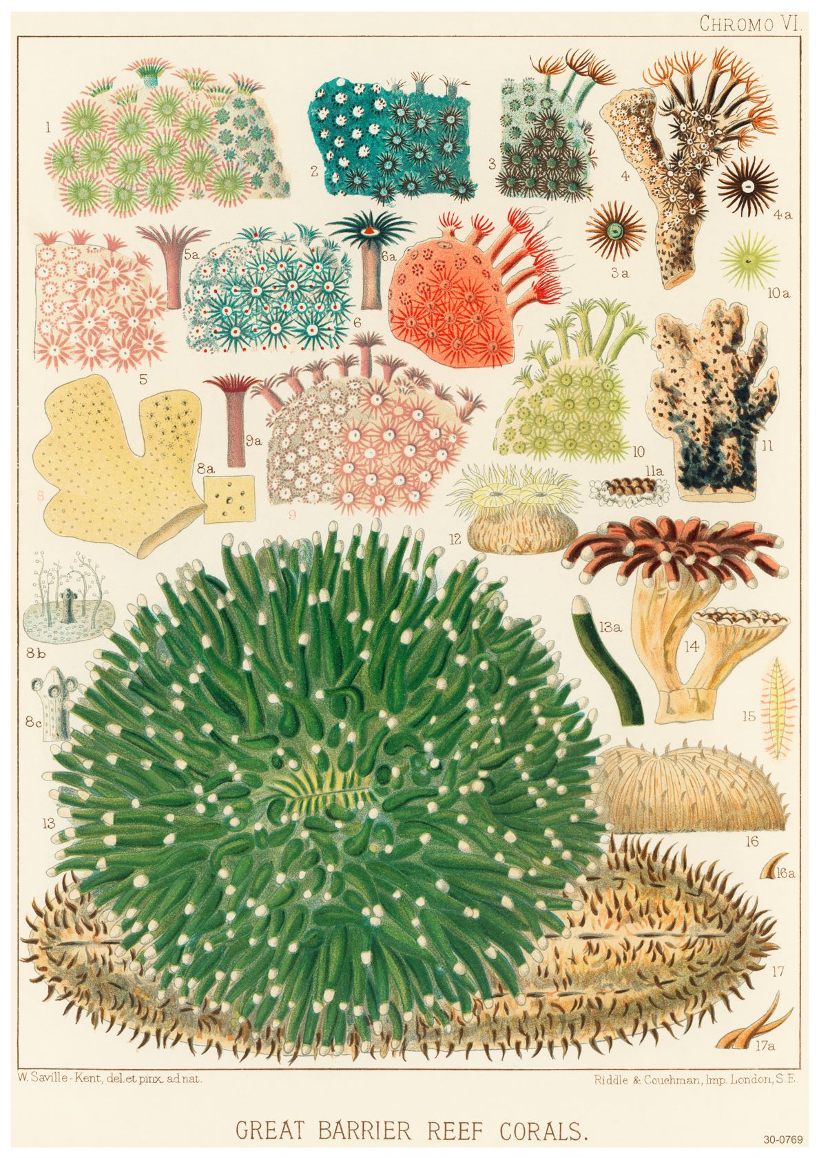A vintage botanical illustration showcasing various colorful species of Great Barrier Reef corals. The corals are intricately detailed, displaying diverse shapes, sizes, and colors including pink, green, red, and brown. Perfect as a beautiful creature themed poster on high quality satin paper in A3 size titled "Great Barrier Reef Corals 2" from the brand A3 051.