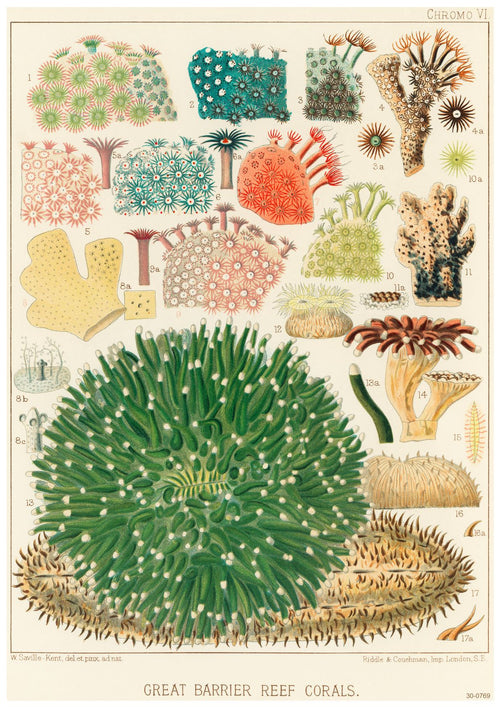 A vintage botanical illustration showcasing various colorful species of Great Barrier Reef corals. The corals are intricately detailed, displaying diverse shapes, sizes, and colors including pink, green, red, and brown. Perfect as a beautiful creature themed poster on high quality satin paper in A3 size titled "Great Barrier Reef Corals 2" from the brand A3 051.