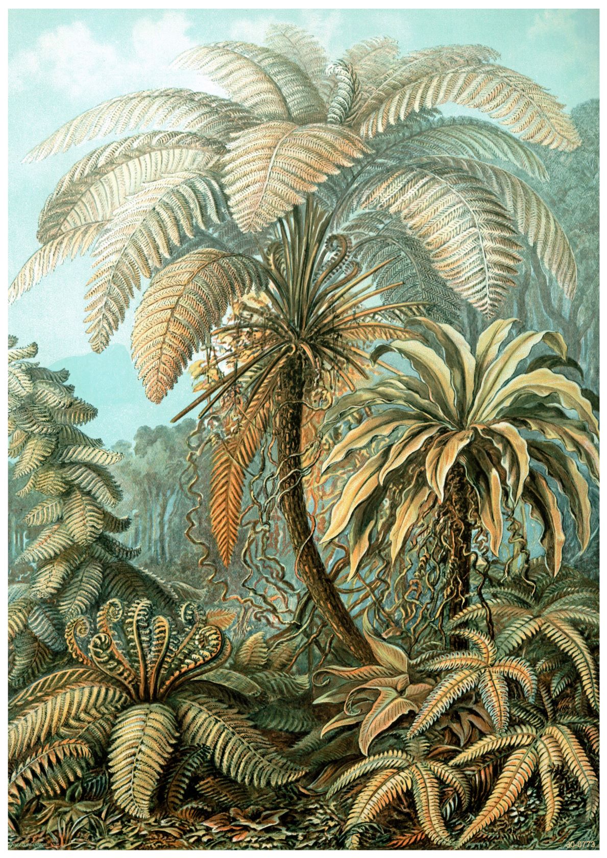 Botanical illustration of a lush forest scene featuring various types of ferns and palm trees. The detailed artwork, printed on high quality Satin Paper, showcases different shades of green and brown with intricate patterns and textures on the leaves. The background includes a misty, forested setting. This piece, titled Haeckel Eurynchium Ferns by A3 013, captures the serene beauty of nature with exceptional detail.