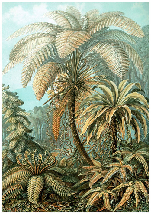 Botanical illustration of a lush forest scene featuring various types of ferns and palm trees. The detailed artwork, printed on high quality Satin Paper, showcases different shades of green and brown with intricate patterns and textures on the leaves. The background includes a misty, forested setting. This piece, titled Haeckel Eurynchium Ferns by A3 013, captures the serene beauty of nature with exceptional detail.