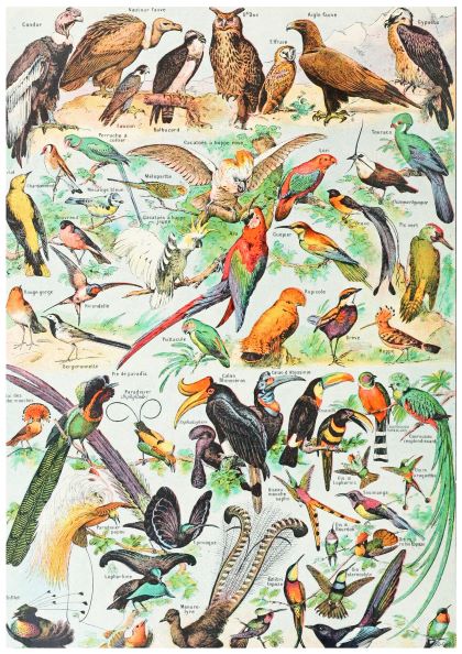 A vintage illustration of various colorful bird species including parrots, eagles, woodpeckers, toucans, and hummingbirds. This creature-themed poster is artistically detailed and labeled with their names on premium satin paper—a vibrant showcase of avian life perfect for the Vintage Bird Illustration by A3 025.