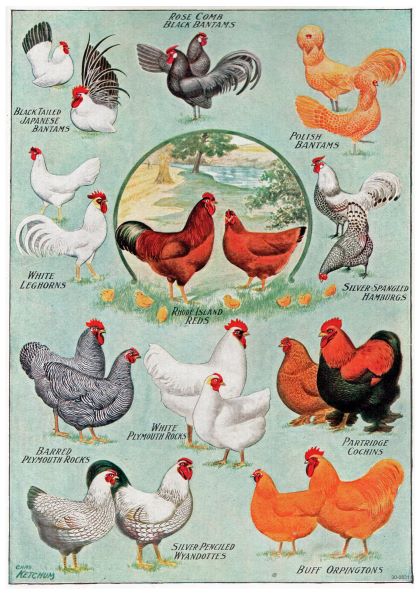 An illustrated **Vintage Breeds of Poultry** features various breeds of chickens, including Black-Tailed Japanese Bantams, White Leghorns, Rose Comb Black Bantams, Polish Bantams, Rhode Island Reds, and others. Printed on 250gsm Satin Paper and available as A3 Posters by **A3 034**, the center depicts a scenic farm landscape with two large red chickens.