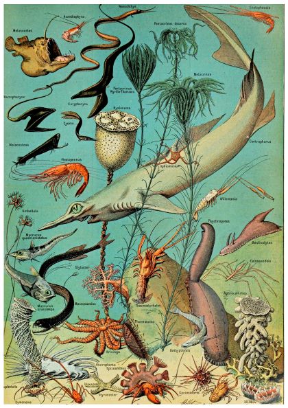 Illustrated chart of various marine life forms, including fish, crustaceans, jellyfish, and mollusks. Each creature is detailed and labeled with scientific names. This stunning Adolphe Millot Oceanographie poster by Blue Dog Posters is printed on 250gsm Satin Paper in A3 size, set against a blue-green oceanic background with aquatic plants.