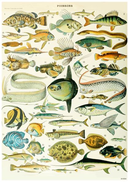 A detailed vintage illustration of various fish species, each labeled with a number. The Adolphe Millot Poissons II A3 037 poster features diverse fish forms, ranging from common species to exotic ones. Printed on high quality 250gsm satin paper, the text at the top reads "Poissons," which is French for "Fish.