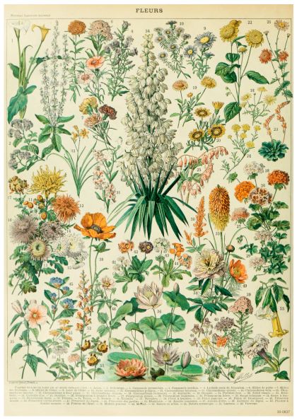A vintage botanical chart labeled "Adolphe Millot Fleurs II" featuring a variety of colorful flowers, printed on high-quality 250gsm Satin Paper. The A3 poster from Y showcases detailed illustrations of numerous flower species, each with a unique shape and color, arranged aesthetically on a cream background.