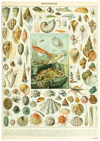 A vintage illustration titled "Adolphe Millot Mollusques" showcases a variety of mollusks. The center features an aquatic scene with octopus, squid, and other marine life. Surrounding the scene are detailed drawings of shells, snails, and other mollusks in various shapes and colors. Part of the A3 074 Collection printed on 250gsm Satin Paper.