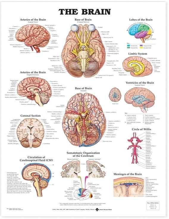 The Brain Large - Anatomy Charts