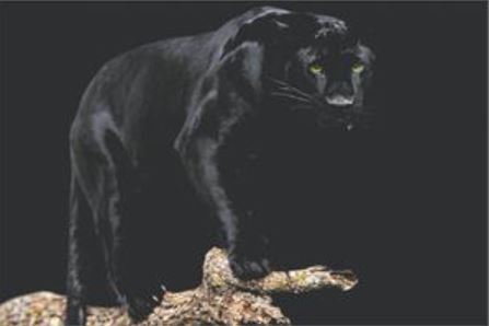 A black panther from the NAT 049 collection stands majestically on a tree branch against a dark background. Its sleek, shiny fur and piercing green eyes are prominent features, highlighting its powerful and graceful stance. Perfect for any Nature Poster, this image captures the essence of wild beauty in our Scenic Collection.