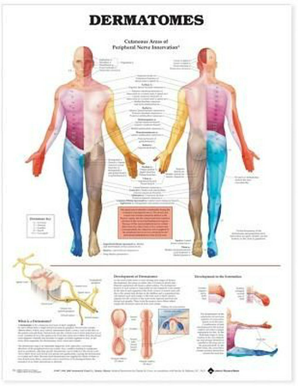 Dermatones Large - Anatomy Charts
