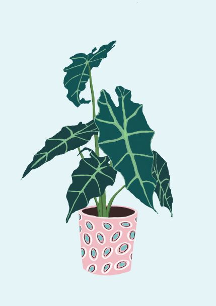 Illustration from the A5 Little Art series of "Alocasia in Pink Pot," showcasing a potted plant with large, dark green leaves featuring prominent light green veins. The plant sits in a pink pot adorned with oval shapes, set against a solid light blue background. Ideal for Mini Prints or Deluxe Postcard Frames.