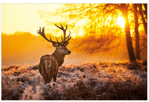 A majestic stag with large antlers stands in a frost-covered field at sunrise. The golden light filters through the trees in the background, casting a warm glow on the scene. This captivating image would make for an enchanting Golden Stag by NAT 066, perfect for adding animal magnetism to any space.