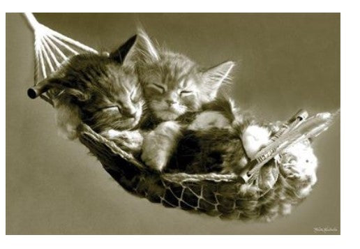 Two NAT 017 Kittens are cuddled together, sleeping peacefully in a small hammock. The sepia-toned image highlights the serene and cozy atmosphere as they rest in the suspended net, exuding animal magnetism and creating a warm and gentle scene perfect for a creature-themed poster.