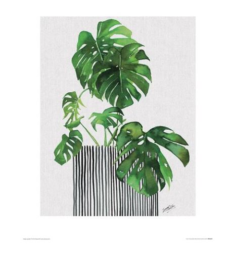 The "Swiss Cheese Plant by Summer Thornton" from GAL200 features an illustration of a Monstera with large green leaves in a black and white striped pot, set against a light background. This vibrant watercolor print is perfect for adding charm to any decor series.