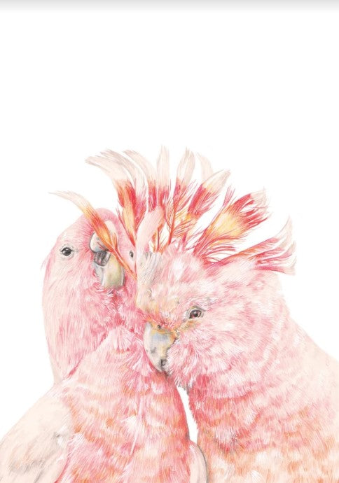 The Major Mitchell by Kayla Reay print from GAL194 captures three pink cockatoos with vibrant crests, detailed in shades of pink and red, on archival paper in a 40x50cm composition.