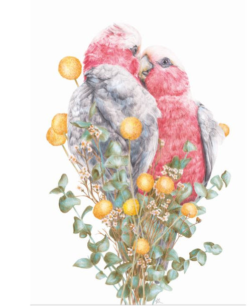 On a white canvas, the "Galah by Kayla Reay 40x50cm" showcases two pink and gray cockatoos from the GAL176 collection. They are nestled among yellow round flowers and green leaves, facing each other affectionately.