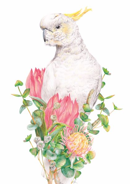A detailed illustration of a white cockatoo perched among a variety of vibrant flowers and greenery. The bird has a yellow crest and is surrounded by pink blooms and green leaves, all against a white background. The style is realistic and colorful. The artwork is titled "Sulphur Crest Cockatoo K Reay 40x50cm" by fap.
