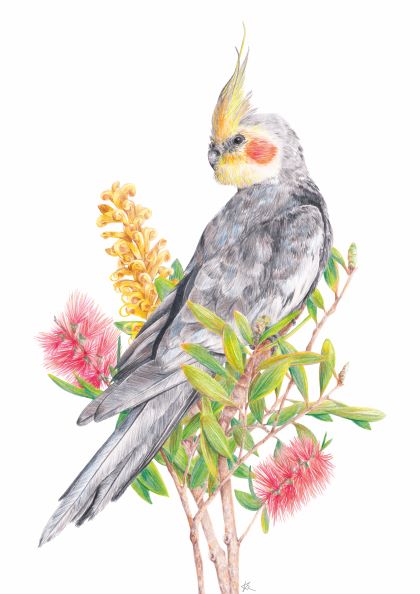 Cockatiel by Kayla Reay 40x50cm by GAL174 features a grey cockatiel with a yellow crest and orange cheeks perched on blossoming branches with pink and yellow flowers against a white background.