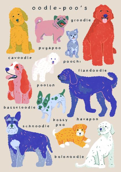 The "Oodle - Poos by Benjomo" is an art print illustration featuring various "oodle" dog breeds with playful names. Part of the Featured Artists Collection by fap, this piece includes cavoodle, pugapoo, poochi, groodle, bassettoodle, pooton, flandoodle, schnoodle, bossy poo, havapoo, and bolonoodle. Each breed is depicted in bright and colorful detail.