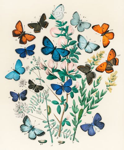 An artistic illustration of diverse butterfly species in vibrant colors, such as blue, orange, black, and white, surrounding a central plant with green leaves and purple flowers. This beautiful A3 029 Butterflies & Moths I W F Kirby poster showcases intricately detailed and numbered elements for each butterfly and plant.