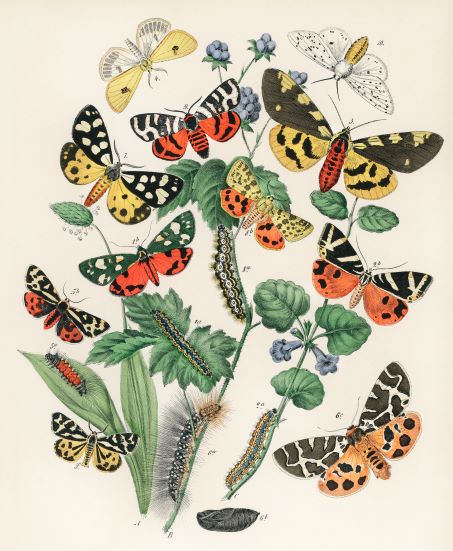 Illustration of various colorful moths and caterpillars on a plant with leaves and small blue flowers. The moths display diverse patterns in shades of red, yellow, orange, black, and white. The caterpillars are striped and dotted in vibrant colors. Ideal as an A3 030 Butterflies & Moths II W F Kirby Poster.