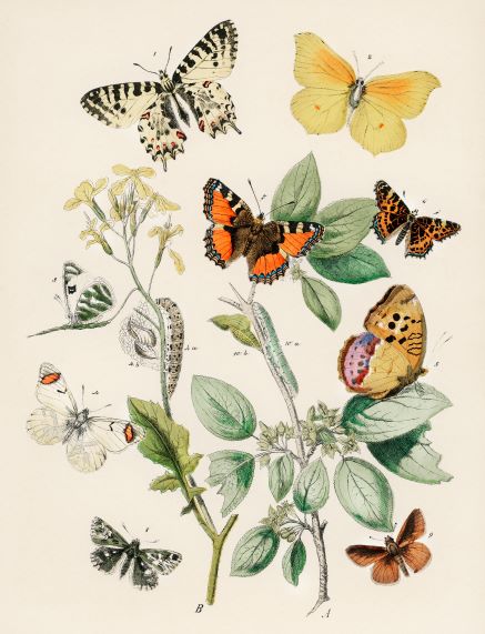 A beautiful creature-themed poster, **Butterflies & Moths III W F Kirby** by **A3 042**, printed on 250gsm satin paper, showcases a detailed illustration of various butterflies and caterpillars amidst green leaves and yellow flowers. The insects display a variety of patterns and colors, from vibrant oranges and yellows to intricate black-and-white designs.