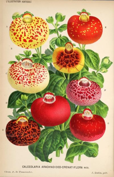 A Flora Themed Poster illustrating the Calceolaria arachnoidea-crenatiflora plant. It features seven vibrant, pouch-like flowers in red, yellow, and spotted variations with green leaves. Printed on high quality 250gsm Satin Paper as an A3 poster, the Ladys Purse Botanical Illustration by A3 072 includes botanical notations and labels.