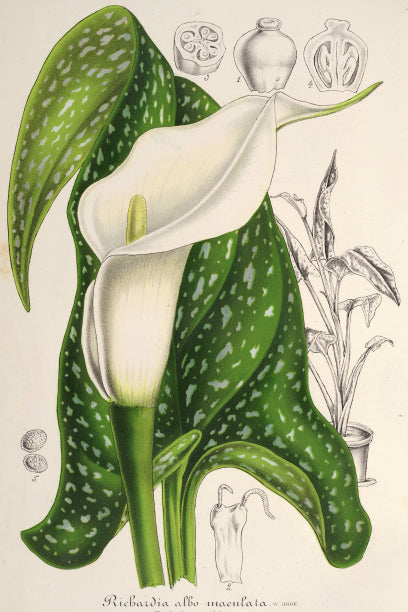 A detailed botanical illustration of a white calla lily (Richardia albo-maculata) with green speckled leaves. Behind are black and white drawings showing different views of the plant and its parts, including seeds and root structures. Ideal for A3 posters in a flora-themed collection using digital laser printing, featuring the Calla Lily Botanical illustration by A3 071.