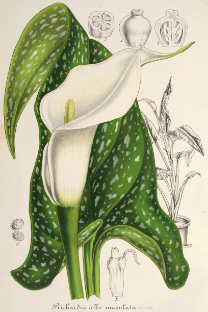 A detailed botanical illustration of a white calla lily (Richardia albo-maculata) with green speckled leaves. Behind are black and white drawings showing different views of the plant and its parts, including seeds and root structures. Ideal for A3 posters in a flora-themed collection using digital laser printing, featuring the Calla Lily Botanical illustration by A3 071.