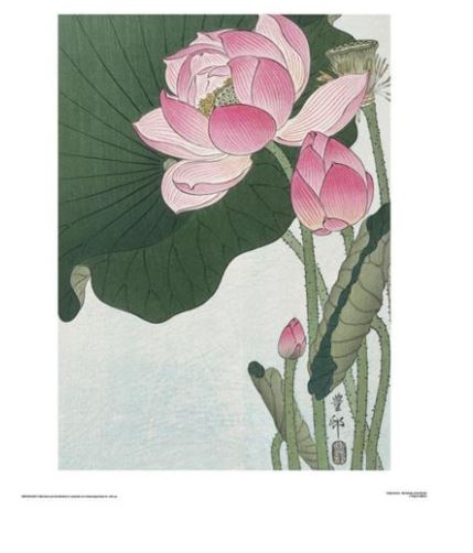A traditional Japanese woodblock print featuring pink lotus flowers with green leaves set against a light background. The detailed petals and foliage, characteristic of classic Japanese art, are depicted with fine lines and shading, capturing the elegance and tranquility of the flower in this scenic art print. This is beautifully exemplified in the Ohara Koson - Blooming Lotus 40x50cm by Blue Dog Posters.