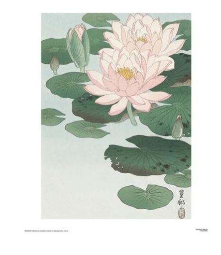 A serene illustration features blooming pink water lilies with yellow centers, surrounded by broad, green lily pads floating on calm water. Some buds are still closed. Asian characters are inscribed in the bottom right corner of this Ohara Koson - Water Lily 60x80cm by MEZ 038. The overall tone is tranquil and delicate.