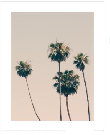 Photograph of several tall palm trees with lush, green fronds against a pale, clear sky. The trunks of the trees are long and slender, elegantly rising into the air, creating a serene and minimalist composition. Part of our Decor Series Collection by Blue Dog Posters, this beautiful photographic art print titled "Palm Trees" by Caroline Mint comes on premium quality matte art paper.