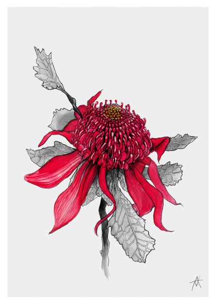 Illustration of a vibrant red waratah flower with detailed shading, available as an Art Print in the Featured Artists Collection. The flower has numerous elongated petals and a dense cluster of smaller petals in the center. The leaves are intricately drawn in grayscale, providing a striking contrast to the red petals. The piece is titled Waratah by Antony Makhlouf 50x70cm and is part of the MEZ 206 collection.